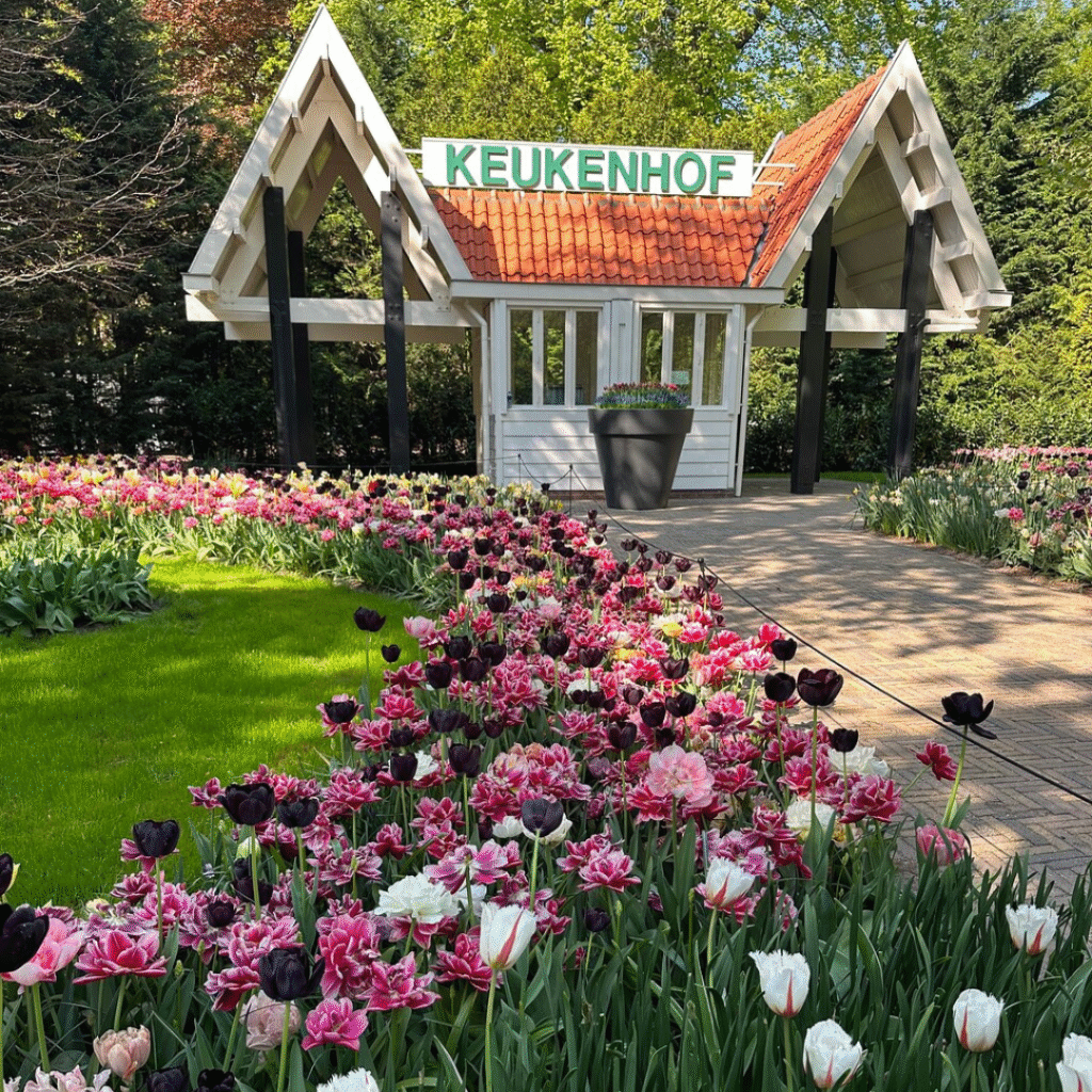 A gatehouse with a Keukenhof sign above it sitting behind a garden of purple, pink and white tulips
