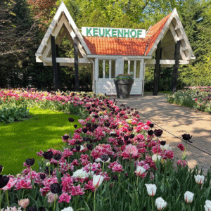 A gatehouse with a Keukenhof sign above it sitting behind a garden of purple, pink and white tulips