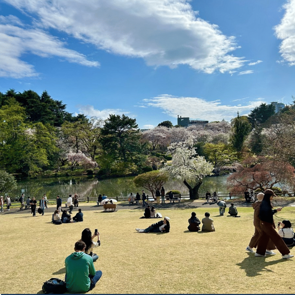 Various groups of people sitting on the ground in front of a pond surrounded by blooming cherry trees