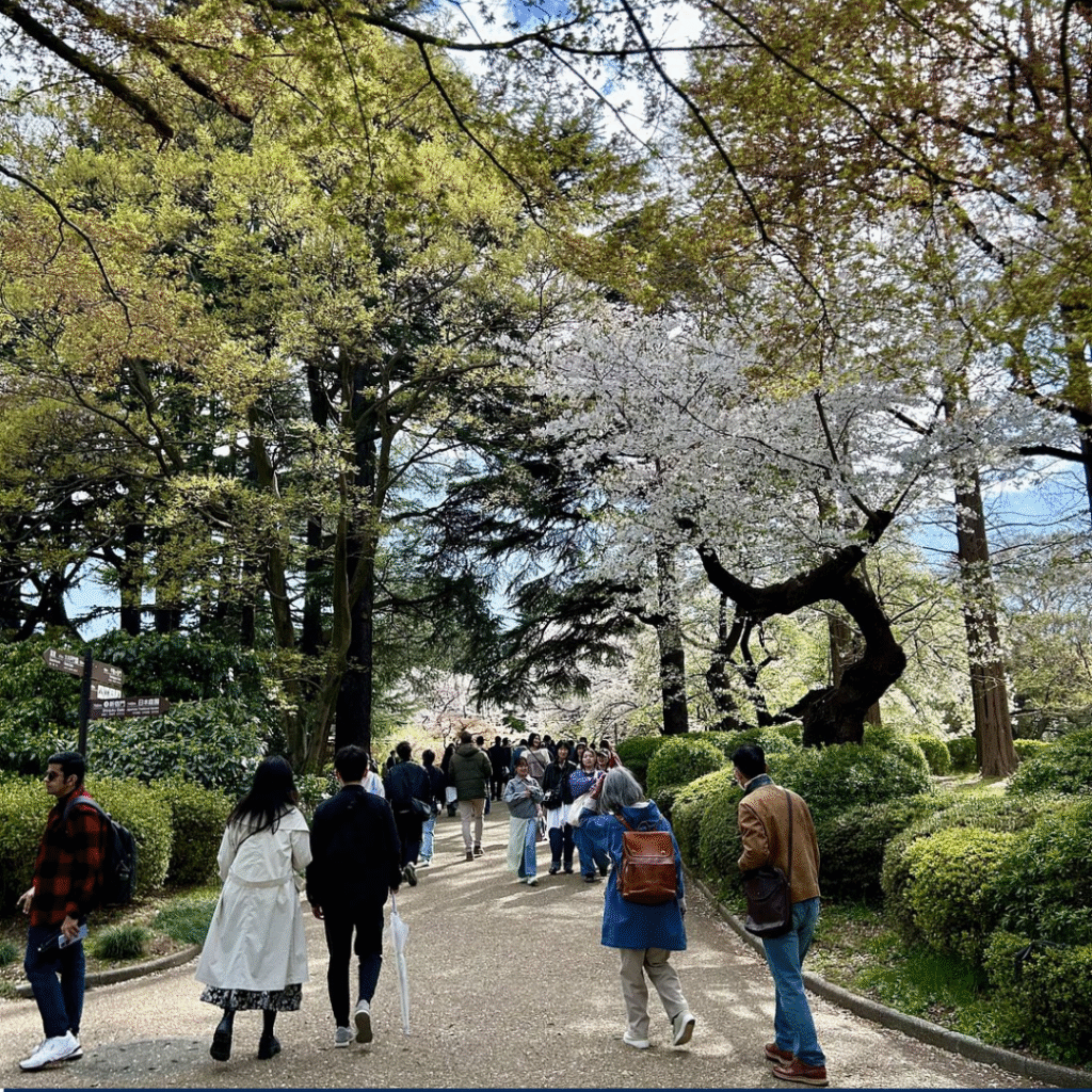 Many visitors walking on a tree lined path through Shinjuku Goyen National Garden.